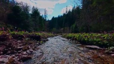 Sihirli bir ormanda, yosun kaplı yeşil taşlar, yemyeşil yapraklar ve akan sularla dolu temiz bir tatlı su deresinin üzerinde süzülen alçak hava dronu görüntüsü. Huzurlu, sinematik bir doğa sahnesi..