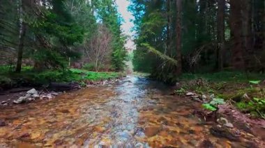 Sihirli bir ormanda, yosun kaplı yeşil taşlar, yemyeşil yapraklar ve akan sularla dolu temiz bir tatlı su deresinin üzerinde süzülen alçak hava dronu görüntüsü. Huzurlu, sinematik bir doğa sahnesi..