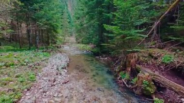 Büyülü bir ormanda, yosun kaplı yeşil taşlar, yemyeşil yapraklar ve akan sularla dolu temiz bir tatlı su deresinin üzerinde süzülen dikey alçak hava dronu görüntüsü. Huzurlu, sinematik bir doğa sahnesi..