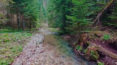 Sihirli bir ormanda, yosun kaplı yeşil taşlar, yemyeşil yapraklar ve akan sularla dolu temiz bir tatlı su deresinin üzerinde süzülen alçak hava dronu görüntüsü. Huzurlu, sinematik bir doğa sahnesi..