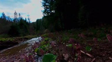 Sihirli bir ormanda, yosun kaplı yeşil taşlar, yemyeşil yapraklar ve akan sularla dolu temiz bir tatlı su deresinin üzerinde süzülen alçak hava dronu görüntüsü. Huzurlu, sinematik bir doğa sahnesi..
