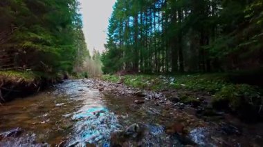 Sihirli bir ormanda, yosun kaplı yeşil taşlar, yemyeşil yapraklar ve akan sularla dolu temiz bir tatlı su deresinin üzerinde süzülen alçak hava dronu görüntüsü. Huzurlu, sinematik bir doğa sahnesi..