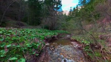 Sihirli bir ormanda, yosun kaplı yeşil taşlar, yemyeşil yapraklar ve akan sularla dolu temiz bir tatlı su deresinin üzerinde süzülen alçak hava dronu görüntüsü. Huzurlu, sinematik bir doğa sahnesi..