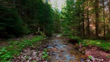 Sihirli bir ormanda, yosun kaplı yeşil taşlar, yemyeşil yapraklar ve akan sularla dolu temiz bir tatlı su deresinin üzerinde süzülen alçak hava dronu görüntüsü. Huzurlu, sinematik bir doğa sahnesi..