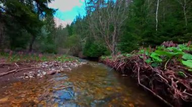 Sihirli bir ormanda, yosun kaplı yeşil taşlar, yemyeşil yapraklar ve akan sularla dolu temiz bir tatlı su deresinin üzerinde süzülen alçak hava dronu görüntüsü. Huzurlu, sinematik bir doğa sahnesi..