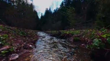 Büyülü bir ormanda, yosun kaplı yeşil taşlar, yemyeşil yapraklar ve akan sularla dolu temiz bir tatlı su deresinin üzerinde süzülen dikey alçak hava dronu görüntüsü. Huzurlu, sinematik bir doğa sahnesi..