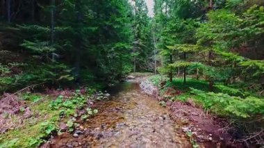 Büyülü bir ormanda, yosun kaplı yeşil taşlar, yemyeşil yapraklar ve akan sularla dolu temiz bir tatlı su deresinin üzerinde süzülen dikey alçak hava dronu görüntüsü. Huzurlu, sinematik bir doğa sahnesi..