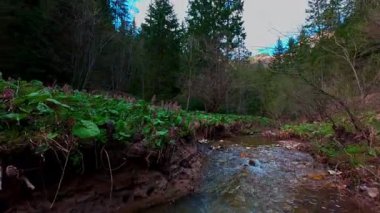 Sihirli bir ormanda, yosun kaplı yeşil taşlar, yemyeşil yapraklar ve akan sularla dolu temiz bir tatlı su deresinin üzerinde süzülen alçak hava dronu görüntüsü. Huzurlu, sinematik bir doğa sahnesi..