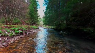 Büyülü bir ormanda, yosun kaplı yeşil taşlar, yemyeşil yapraklar ve akan sularla dolu temiz bir tatlı su deresinin üzerinde süzülen dikey alçak hava dronu görüntüsü. Huzurlu, sinematik bir doğa sahnesi..