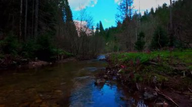 Büyülü bir ormanda, yosun kaplı yeşil taşlar, yemyeşil yapraklar ve akan sularla dolu temiz bir tatlı su deresinin üzerinde süzülen dikey alçak hava dronu görüntüsü. Huzurlu, sinematik bir doğa sahnesi..
