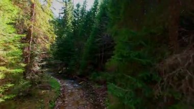 Büyülü bir ormanda, yosun kaplı yeşil taşlar, yemyeşil yapraklar ve akan sularla dolu temiz bir tatlı su deresinin üzerinde süzülen dikey alçak hava dronu görüntüsü. Huzurlu, sinematik bir doğa sahnesi..