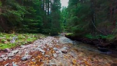 Sihirli bir ormanda, yosun kaplı yeşil taşlar, yemyeşil yapraklar ve akan sularla dolu temiz bir tatlı su deresinin üzerinde süzülen alçak hava dronu görüntüsü. Huzurlu, sinematik bir doğa sahnesi..