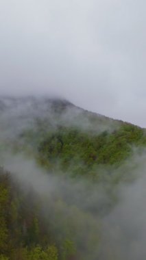 Sisli yeşil dağların dikey görüntüsü yemyeşil ormanlarla kaplı, sis bulutlu bir gökyüzünün altında dağlarda sürükleniyor, seyahat, macera ve harika doğal bir manzara yaratıyor.