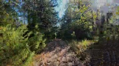 Ağaçlar ve güneş ışığıyla çevrili, manzaralı bir orman yolunda koşan bir adamın FPV görüntüsü. Açık hava fitness, sağlıklı yaşam tarzı, ve dayanıklılık ve motivasyon için atletik eğitim