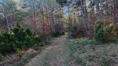 Bereketli yeşilliklerle, canlı yeşilliklerle ve gölgelikten süzülen yumuşak güneş ışınlarıyla çevrili huzurlu bir orman yolunda yürü. Yürüyüş ve doğa macerası için mükemmel sakin, manzaralı bir patika.