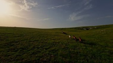 Uçsuz bucaksız yeşil bir çayırda özgürce koşan bir at sürüsü. Parlak mavi bir gökyüzünün altında bulutlar doğayı, özgürlüğü ve manzaralı kırsal alanda hareket etmeyi sergiliyor. Sinematik yavaş çekim havadan FPV