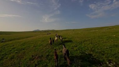 Uçsuz bucaksız yeşil bir çayırda özgürce koşan bir at sürüsü. Parlak mavi bir gökyüzünün altında bulutlar doğayı, özgürlüğü ve manzaralı kırsal alanda hareket etmeyi sergiliyor. Sinematik yavaş çekim havadan FPV