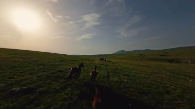 Uçsuz bucaksız yeşil bir çayırda özgürce koşan bir at sürüsü. Parlak mavi bir gökyüzünün altında bulutlar doğayı, özgürlüğü ve manzaralı kırsal alanda hareket etmeyi sergiliyor. Sinematik yavaş çekim havadan FPV