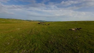 Uçsuz bucaksız yeşil bir çayırda özgürce koşan bir at sürüsü. Parlak mavi bir gökyüzünün altında bulutlar doğayı, özgürlüğü ve manzaralı kırsal alanda hareket etmeyi sergiliyor. Sinematik yavaş çekim havadan FPV