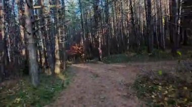 Bereketli yeşilliklerle, canlı yeşilliklerle ve gölgelikten süzülen yumuşak güneş ışınlarıyla çevrili huzurlu bir orman yolunda yürü. Yürüyüş ve doğa macerası için mükemmel sakin, manzaralı bir patika.