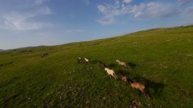 Uçsuz bucaksız yeşil bir çayırda özgürce koşan bir at sürüsü. Parlak mavi bir gökyüzünün altında bulutlar doğayı, özgürlüğü ve manzaralı kırsal alanda hareket etmeyi sergiliyor. Sinematik yavaş çekim havadan FPV