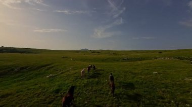 Uçsuz bucaksız yeşil bir çayırda özgürce koşan bir at sürüsü. Parlak mavi bir gökyüzünün altında bulutlar doğayı, özgürlüğü ve manzaralı kırsal alanda hareket etmeyi sergiliyor. Sinematik yavaş çekim havadan FPV