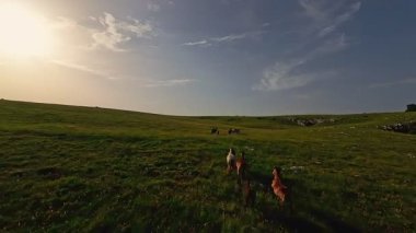 Uçsuz bucaksız yeşil bir çayırda özgürce koşan bir at sürüsü. Parlak mavi bir gökyüzünün altında bulutlar doğayı, özgürlüğü ve manzaralı kırsal alanda hareket etmeyi sergiliyor. Sinematik yavaş çekim havadan FPV