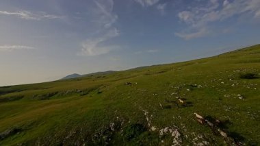 Uçsuz bucaksız yeşil bir çayırda özgürce koşan bir at sürüsü. Parlak mavi bir gökyüzünün altında bulutlar doğayı, özgürlüğü ve manzaralı kırsal alanda hareket etmeyi sergiliyor. Sinematik yavaş çekim havadan FPV