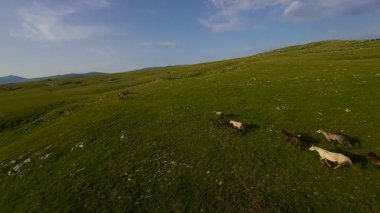 Uçsuz bucaksız yeşil bir çayırda özgürce koşan bir at sürüsü. Parlak mavi bir gökyüzünün altında bulutlar doğayı, özgürlüğü ve manzaralı kırsal alanda hareket etmeyi sergiliyor. Sinematik yavaş çekim havadan FPV
