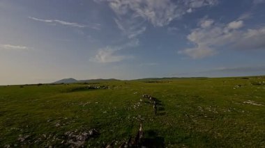 Uçsuz bucaksız yeşil bir çayırda özgürce koşan bir at sürüsü. Parlak mavi bir gökyüzünün altında bulutlar doğayı, özgürlüğü ve manzaralı kırsal alanda hareket etmeyi sergiliyor. Sinematik yavaş çekim havadan FPV