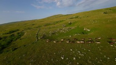 Uçsuz bucaksız yeşil bir çayırda özgürce koşan bir at sürüsü. Parlak mavi bir gökyüzünün altında bulutlar doğayı, özgürlüğü ve manzaralı kırsal alanda hareket etmeyi sergiliyor. Sinematik yavaş çekim havadan FPV