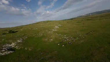 Uçsuz bucaksız yeşil bir çayırda özgürce koşan bir at sürüsü. Parlak mavi bir gökyüzünün altında bulutlar doğayı, özgürlüğü ve manzaralı kırsal alanda hareket etmeyi sergiliyor. Sinematik yavaş çekim havadan FPV
