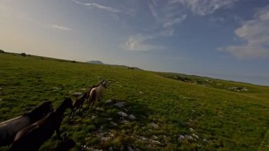 Uçsuz bucaksız yeşil bir çayırda özgürce koşan bir at sürüsü. Parlak mavi bir gökyüzünün altında bulutlar doğayı, özgürlüğü ve manzaralı kırsal alanda hareket etmeyi sergiliyor. Sinematik yavaş çekim havadan FPV