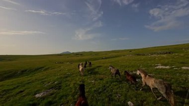 Uçsuz bucaksız yeşil bir çayırda özgürce koşan bir at sürüsü. Parlak mavi bir gökyüzünün altında bulutlar doğayı, özgürlüğü ve manzaralı kırsal alanda hareket etmeyi sergiliyor. Sinematik yavaş çekim havadan FPV