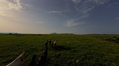 Uçsuz bucaksız yeşil bir çayırda özgürce koşan bir at sürüsü. Parlak mavi bir gökyüzünün altında bulutlar doğayı, özgürlüğü ve manzaralı kırsal alanda hareket etmeyi sergiliyor. Sinematik yavaş çekim havadan FPV