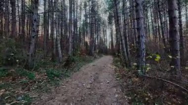 Bereketli yeşilliklerle, canlı yeşilliklerle ve gölgelikten süzülen yumuşak güneş ışınlarıyla çevrili huzurlu bir orman yolunda yürü. Yürüyüş ve doğa macerası için mükemmel sakin, manzaralı bir patika.