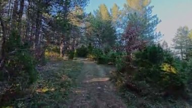 Bereketli yeşilliklerle, canlı yeşilliklerle ve gölgelikten süzülen yumuşak güneş ışınlarıyla çevrili huzurlu bir orman yolunda yürü. Yürüyüş ve doğa macerası için mükemmel sakin, manzaralı bir patika.