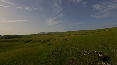 Uçsuz bucaksız yeşil bir çayırda özgürce koşan bir at sürüsü. Parlak mavi bir gökyüzünün altında bulutlar doğayı, özgürlüğü ve manzaralı kırsal alanda hareket etmeyi sergiliyor. Sinematik yavaş çekim havadan FPV