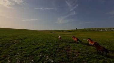 Uçsuz bucaksız yeşil bir çayırda özgürce koşan bir at sürüsü. Parlak mavi bir gökyüzünün altında bulutlar doğayı, özgürlüğü ve manzaralı kırsal alanda hareket etmeyi sergiliyor. Sinematik yavaş çekim havadan FPV