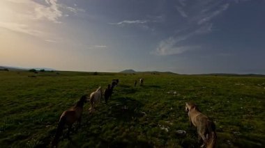 Uçsuz bucaksız yeşil bir çayırda özgürce koşan bir at sürüsü. Parlak mavi bir gökyüzünün altında bulutlar doğayı, özgürlüğü ve manzaralı kırsal alanda hareket etmeyi sergiliyor. Sinematik yavaş çekim havadan FPV