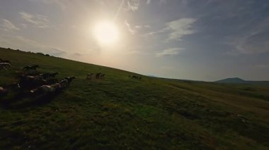 Uçsuz bucaksız yeşil bir çayırda özgürce koşan bir at sürüsü. Parlak mavi bir gökyüzünün altında bulutlar doğayı, özgürlüğü ve manzaralı kırsal alanda hareket etmeyi sergiliyor. Sinematik yavaş çekim havadan FPV