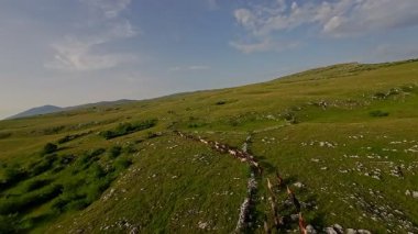 Uçsuz bucaksız yeşil bir çayırda özgürce koşan bir at sürüsü. Parlak mavi bir gökyüzünün altında bulutlar doğayı, özgürlüğü ve manzaralı kırsal alanda hareket etmeyi sergiliyor. Sinematik yavaş çekim havadan FPV