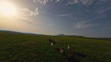 Uçsuz bucaksız yeşil bir çayırda özgürce koşan bir at sürüsü. Parlak mavi bir gökyüzünün altında bulutlar doğayı, özgürlüğü ve manzaralı kırsal alanda hareket etmeyi sergiliyor. Sinematik yavaş çekim havadan FPV