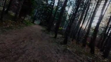 Bereketli yeşilliklerle, canlı yeşilliklerle ve gölgelikten süzülen yumuşak güneş ışınlarıyla çevrili huzurlu bir orman yolunda yürü. Yürüyüş ve doğa macerası için mükemmel sakin, manzaralı bir patika.