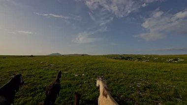 Uçsuz bucaksız yeşil bir çayırda özgürce koşan bir at sürüsü. Parlak mavi bir gökyüzünün altında bulutlar doğayı, özgürlüğü ve manzaralı kırsal alanda hareket etmeyi sergiliyor. Sinematik yavaş çekim havadan FPV