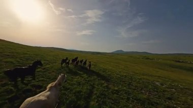 Uçsuz bucaksız yeşil bir çayırda özgürce koşan bir at sürüsü. Parlak mavi bir gökyüzünün altında bulutlar doğayı, özgürlüğü ve manzaralı kırsal alanda hareket etmeyi sergiliyor. Sinematik yavaş çekim havadan FPV