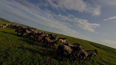 Uçsuz bucaksız yeşil bir çayırda özgürce koşan bir at sürüsü. Parlak mavi bir gökyüzünün altında bulutlar doğayı, özgürlüğü ve manzaralı kırsal alanda hareket etmeyi sergiliyor. Sinematik yavaş çekim havadan FPV