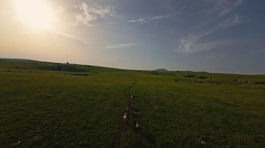 Uçsuz bucaksız yeşil bir çayırda özgürce koşan bir at sürüsü. Parlak mavi bir gökyüzünün altında bulutlar doğayı, özgürlüğü ve manzaralı kırsal alanda hareket etmeyi sergiliyor. Sinematik yavaş çekim havadan FPV