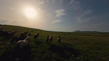 Uçsuz bucaksız yeşil bir çayırda özgürce koşan bir at sürüsü. Parlak mavi bir gökyüzünün altında bulutlar doğayı, özgürlüğü ve manzaralı kırsal alanda hareket etmeyi sergiliyor. Sinematik yavaş çekim havadan FPV