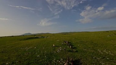 Uçsuz bucaksız yeşil bir çayırda özgürce koşan bir at sürüsü. Parlak mavi bir gökyüzünün altında bulutlar doğayı, özgürlüğü ve manzaralı kırsal alanda hareket etmeyi sergiliyor. Sinematik yavaş çekim havadan FPV